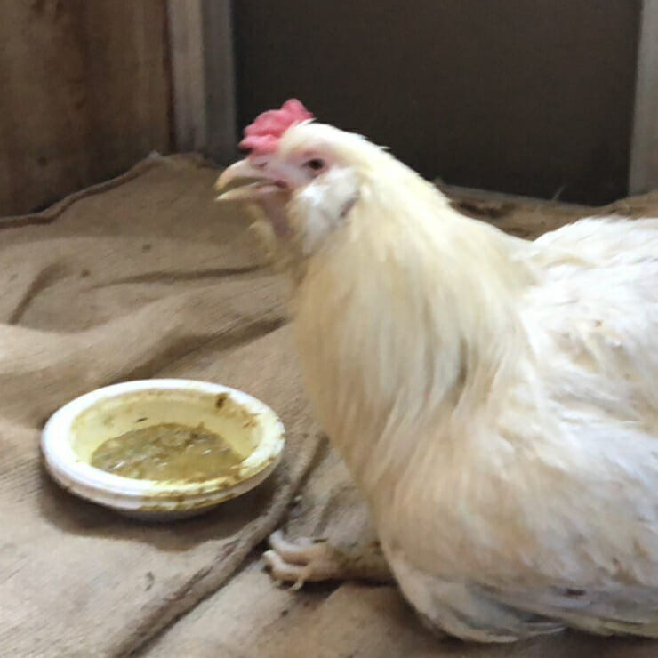 Avian Health Shake made by Springwater Avian Health - Image 2